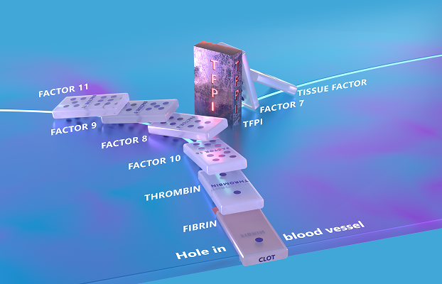 Clotting cascade without hemophilia illustration